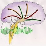 3. Smegenys sukuria binauralini ritma ir paskirsto i smegenu zieve